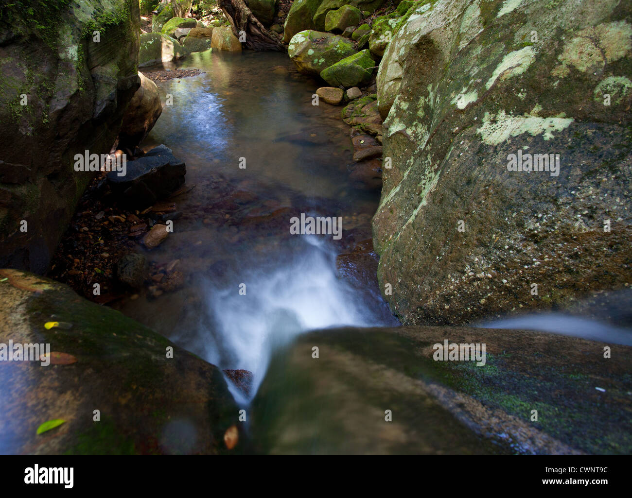 L'eau se précipiter dans un ruisseau de la forêt tropicale, Royal National Park, NSW, Australie Banque D'Images