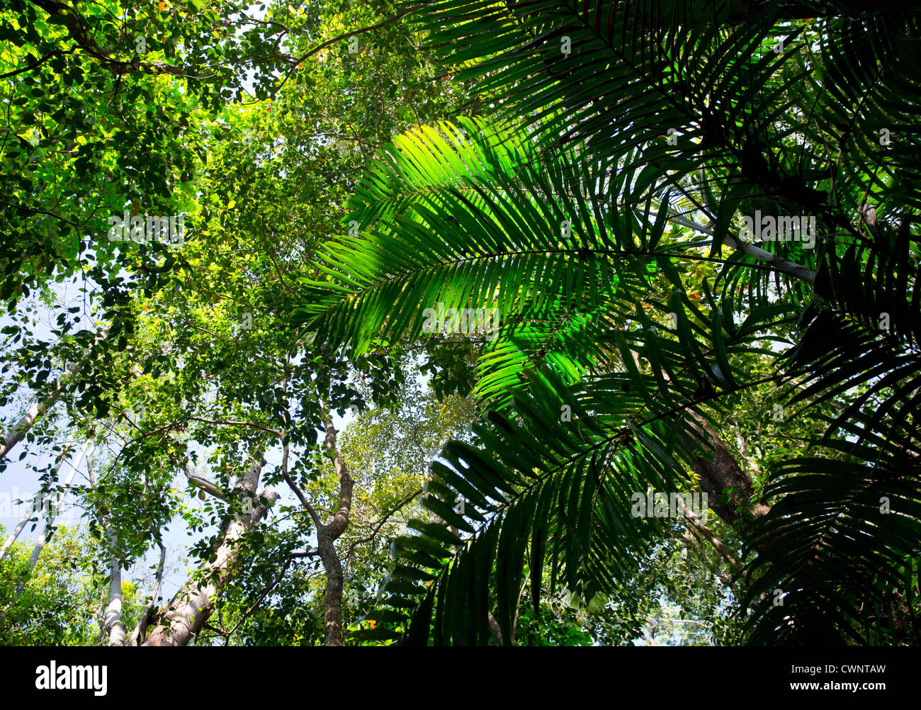 Palmiers et végétation luxuriante en forêt de mousson tropicale, Fogg Dam Conservation Area, Territoire du Nord, Australie Banque D'Images