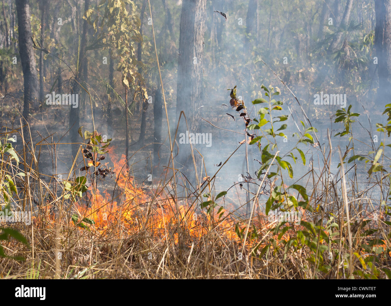 Bush de feu, de fumée et d'herbe, brûlant le Kakadu National Park, Territoire du Nord, Australie Banque D'Images