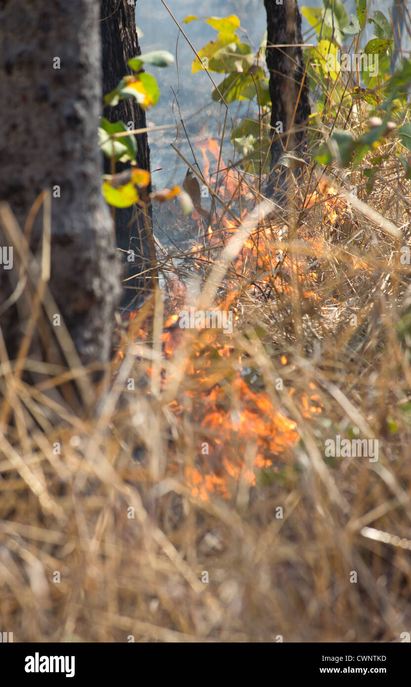 Feu de broussailles et d'herbe, brûlant le Kakadu National Park, Territoire du Nord, Australie Banque D'Images