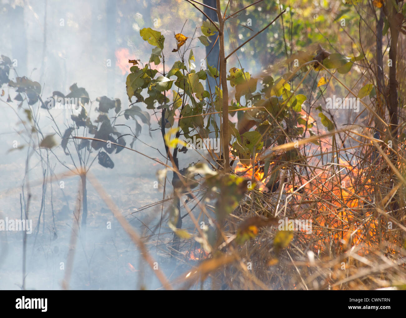 Bush de feu, de fumée et d'herbe, brûlant le Kakadu National Park, Territoire du Nord, Australie Banque D'Images