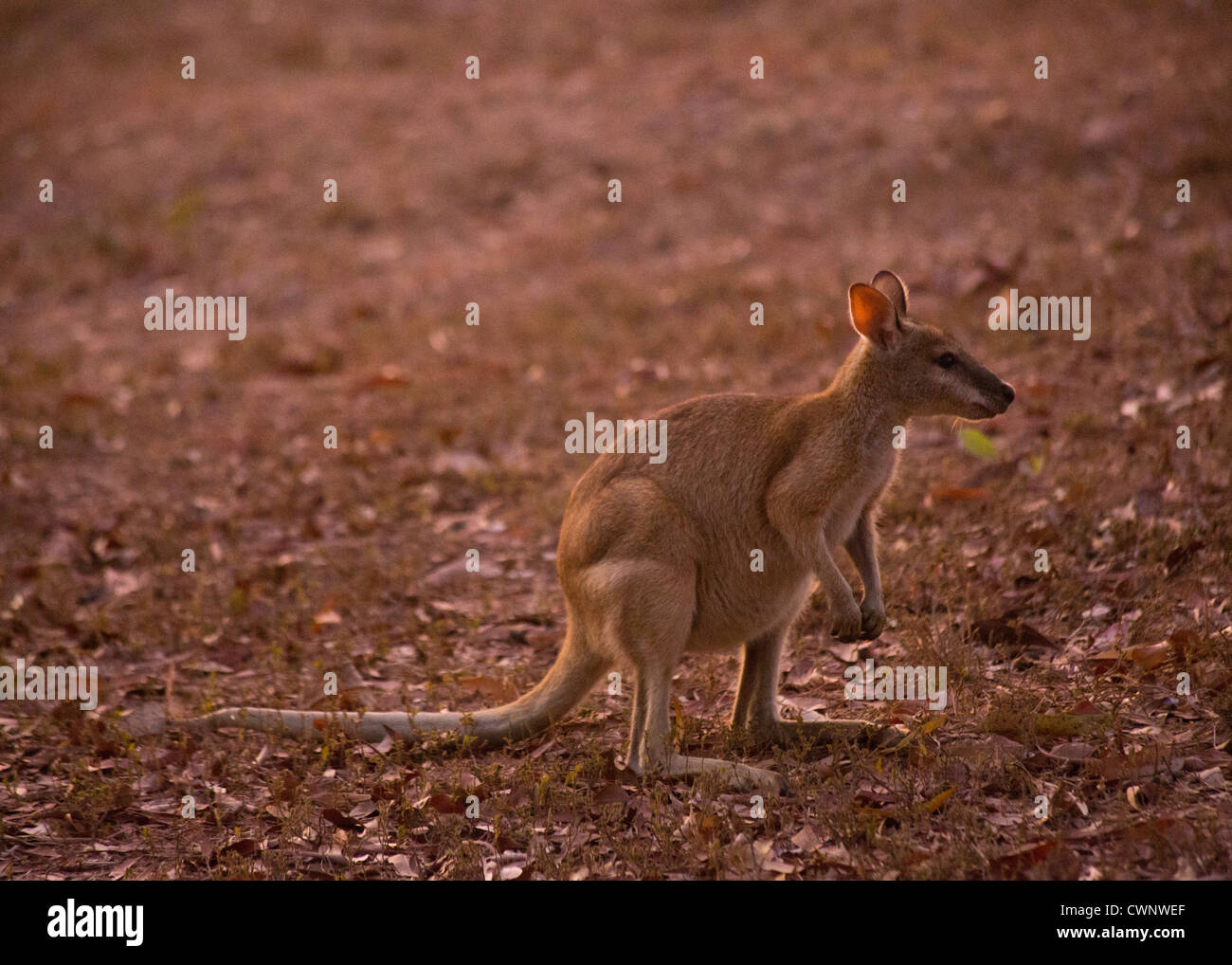 Wallaby Agile (Macropus agilis), Mary River National Park, Territoire du Nord, Australie Banque D'Images