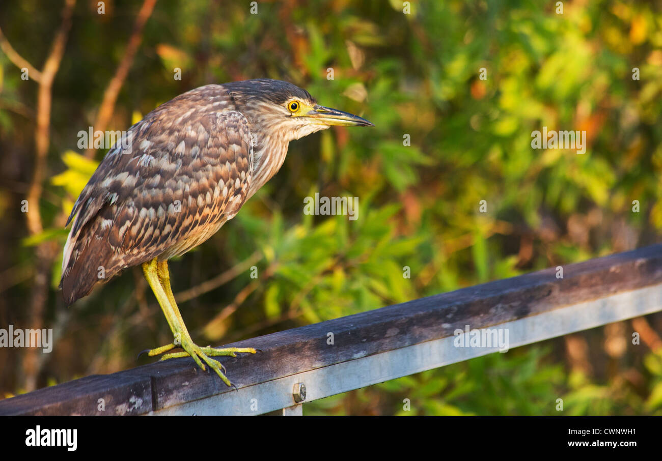 Night Heron Nycticorax Bruant immatures caledonicus, Fogg Dam Conservation reserve, Territoire du Nord, Australie Banque D'Images