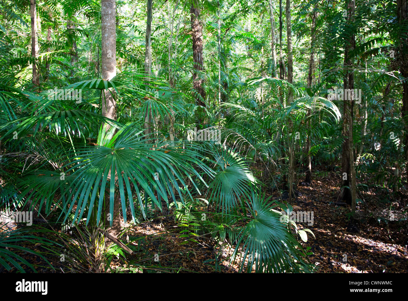 Palmiers et végétation luxuriante en forêt de mousson tropicale, Fogg Dam Conservation Area, Territoire du Nord, Australie Banque D'Images