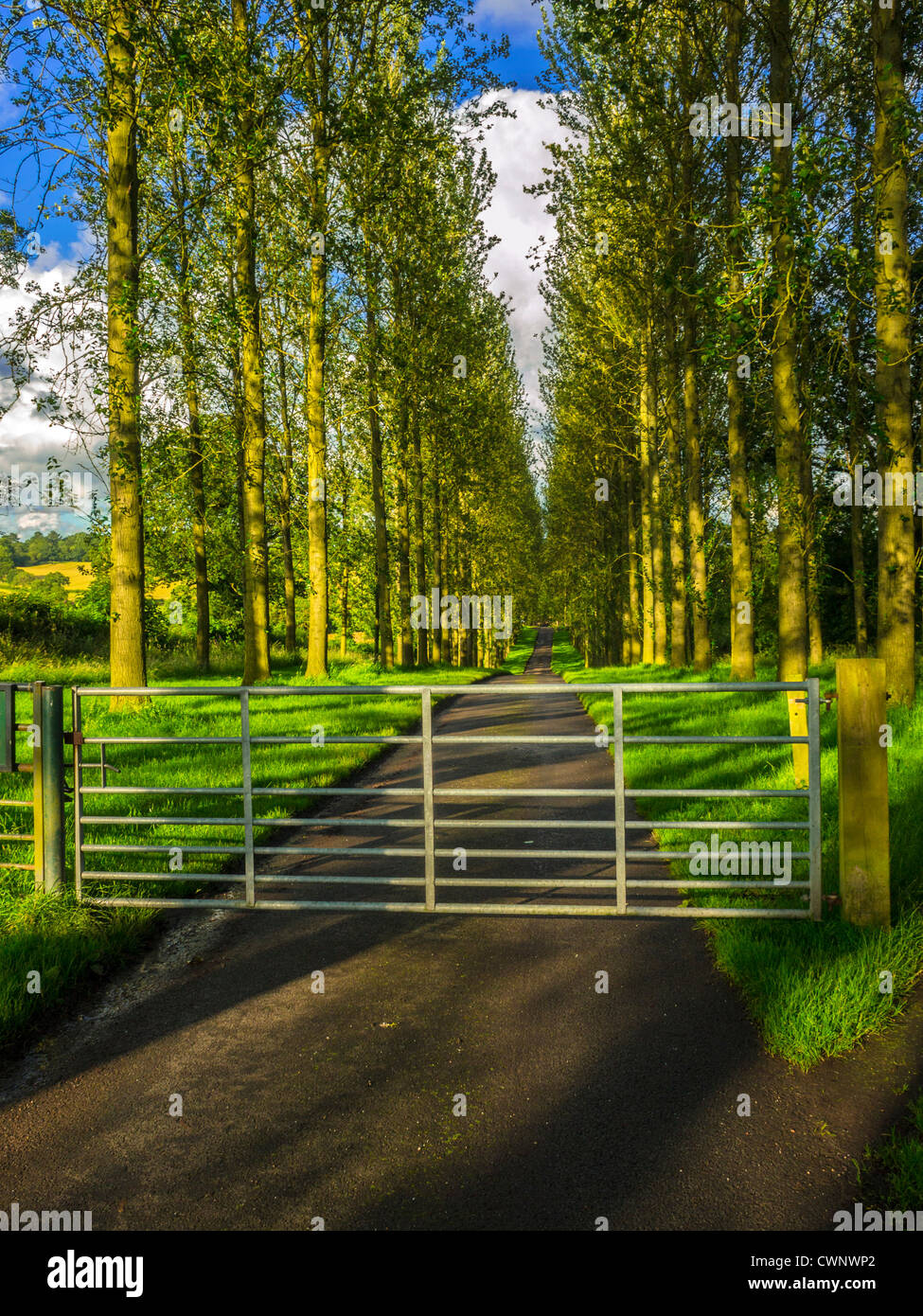 Un chemin de campagne ou de la route goudronnée dans un environnement ...