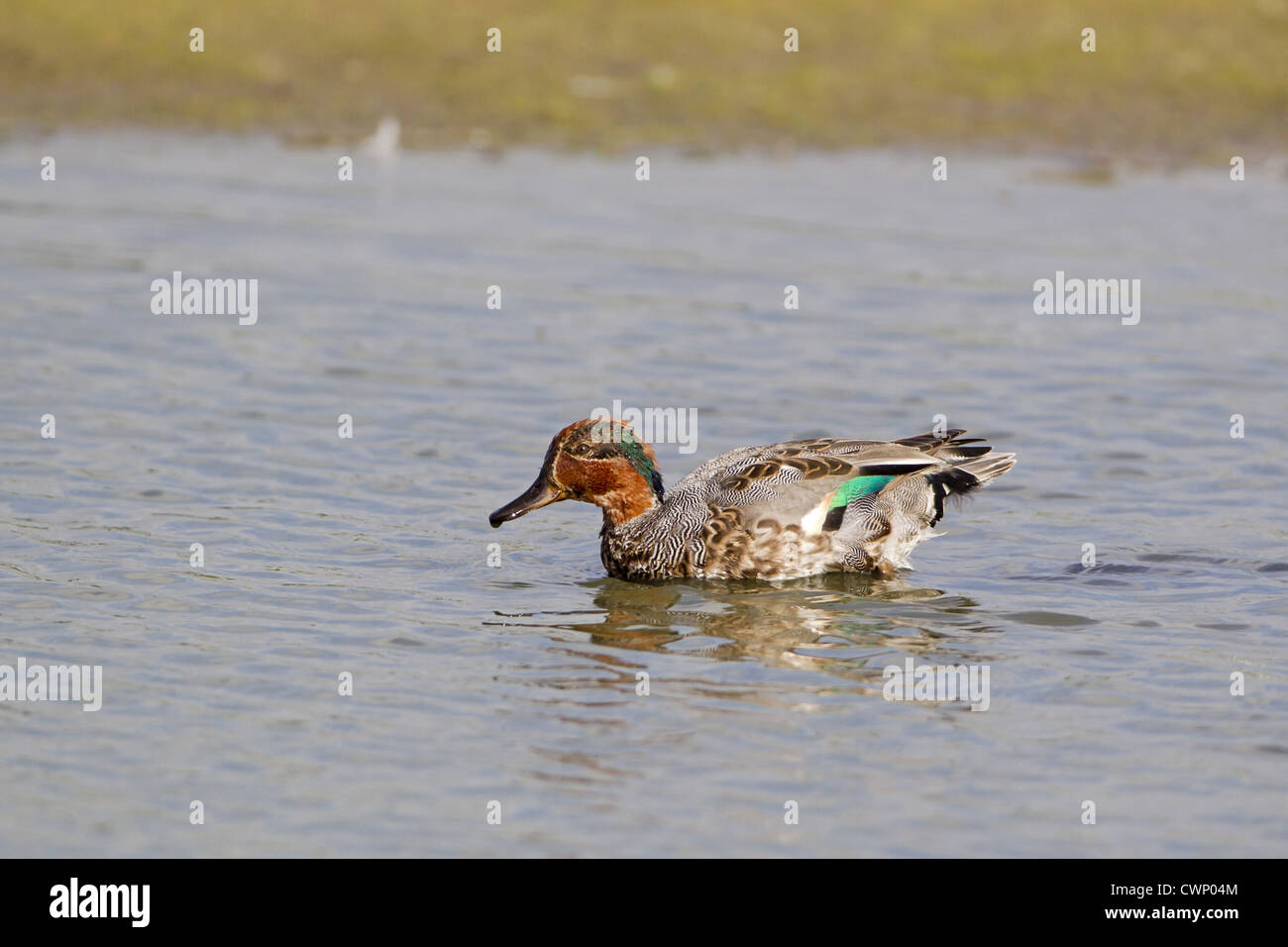 Sarcelle d'hiver (Anas crecca) mâle adulte, entrer dans le plumage éclipse, marcher dans l'eau peu profonde, la réserve RSPB Minsmere, Suffolk, Banque D'Images