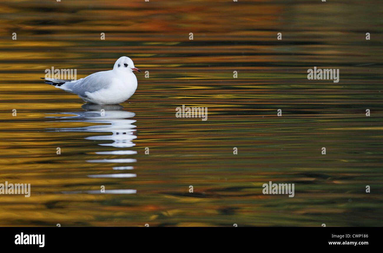Mouette rieuse (Larus ridibundus) adulte, plumage d'hiver, debout dans l'eau peu profonde de l'étang avec des reflets de couleur d'automne, Banque D'Images