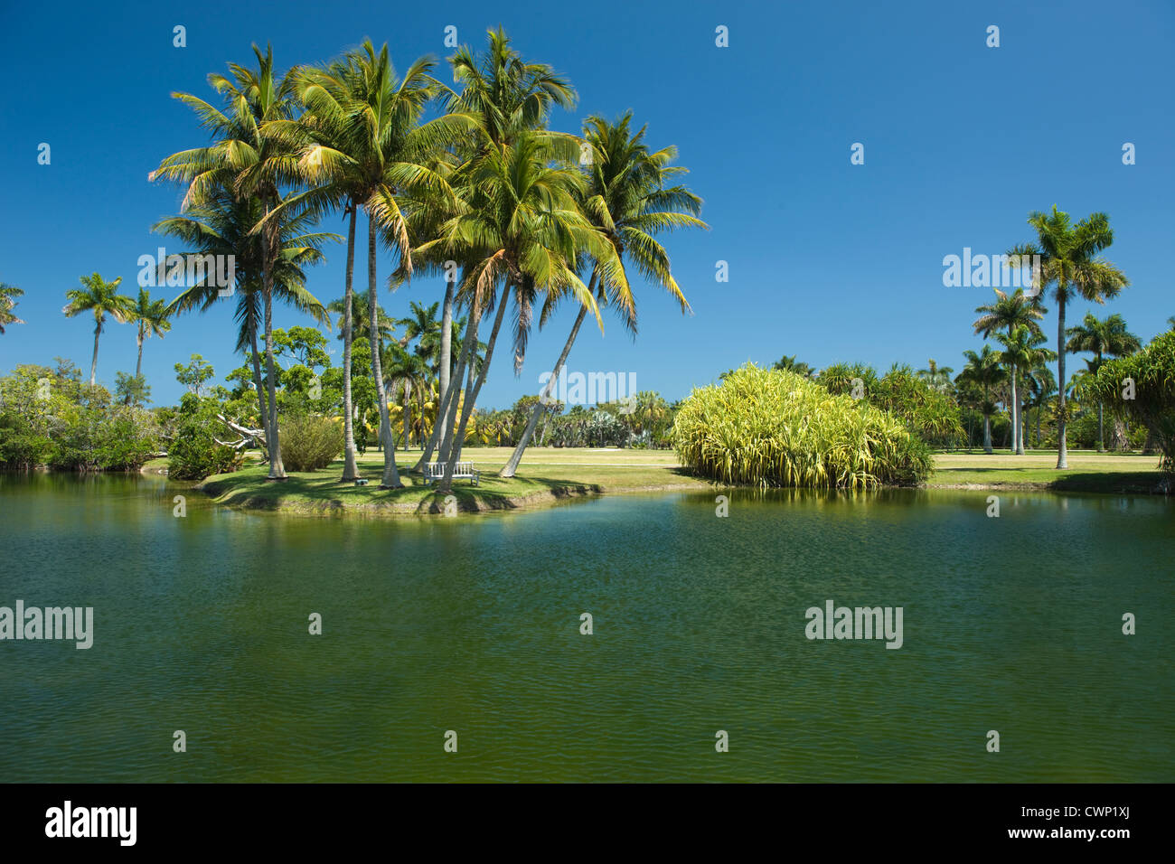 COCONOUT PANDANUS PALMS LAKE Fairchild Tropical Botanic Garden CORAL GABLES FLORIDA USA Banque D'Images