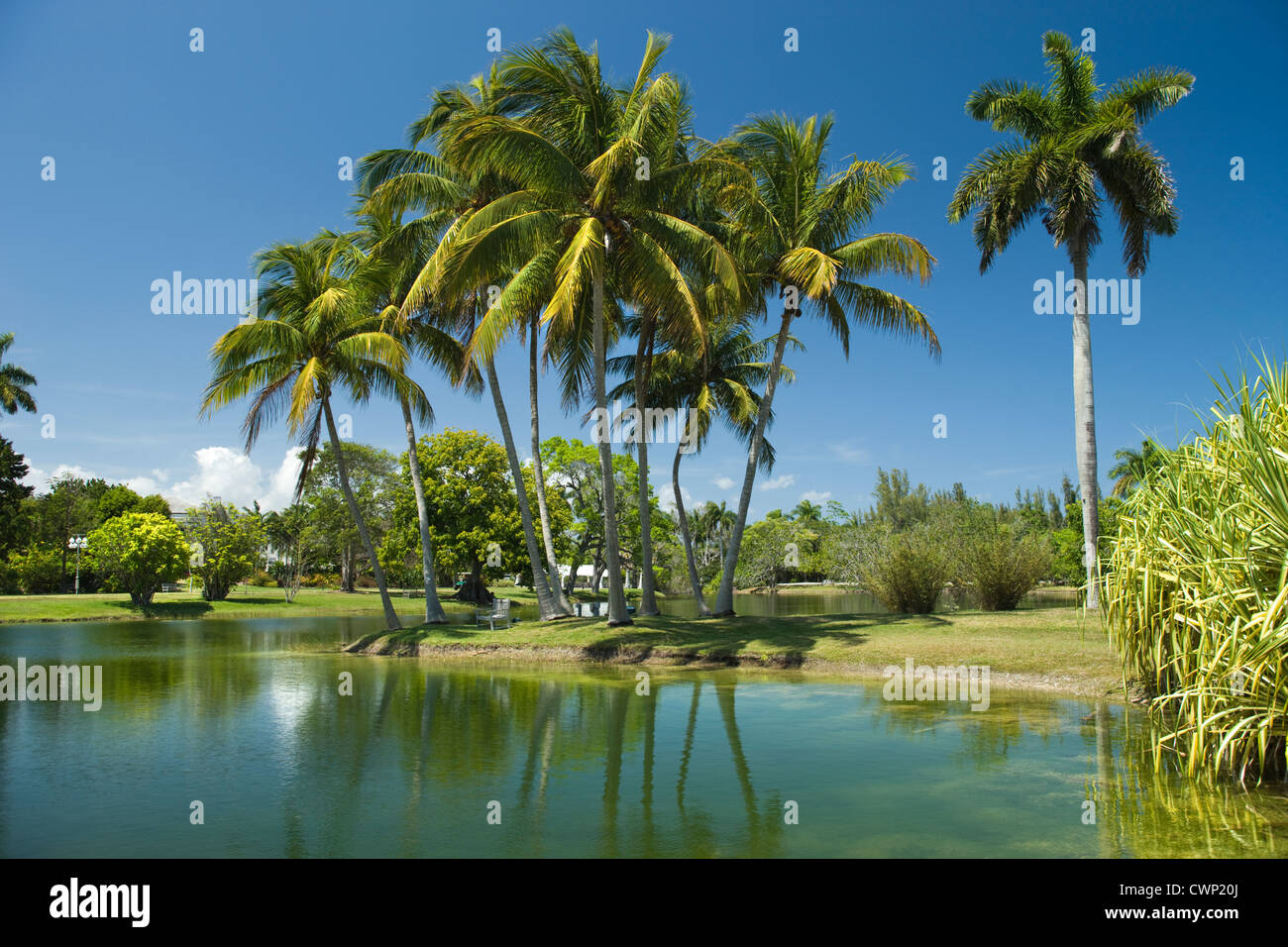 COCONOUT PANDANUS PALMS LAKE Fairchild Tropical Botanic Garden CORAL GABLES FLORIDA USA Banque D'Images