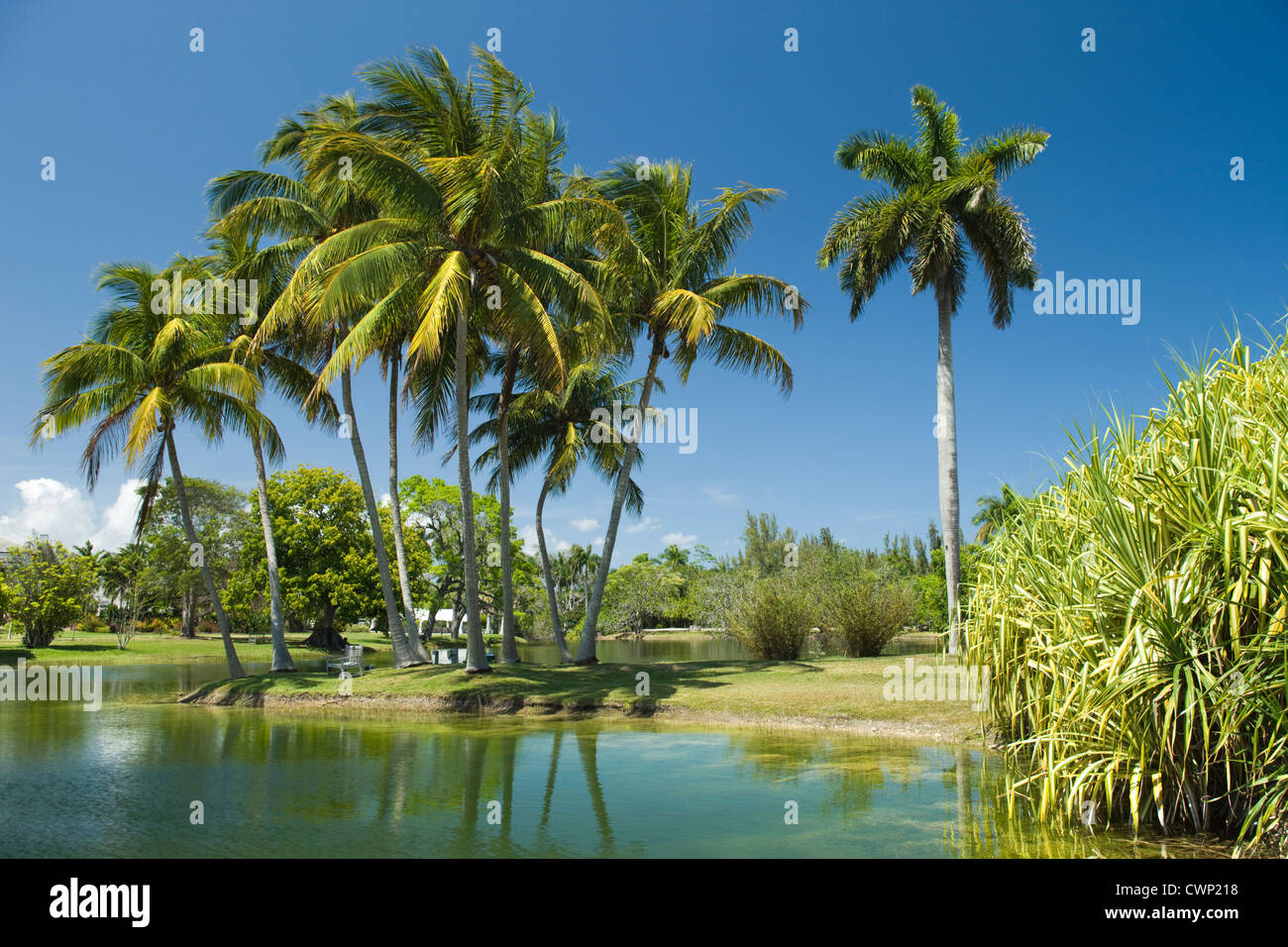 COCONOUT PANDANUS PALMS LAKE Fairchild Tropical Botanic Garden CORAL GABLES FLORIDA USA Banque D'Images