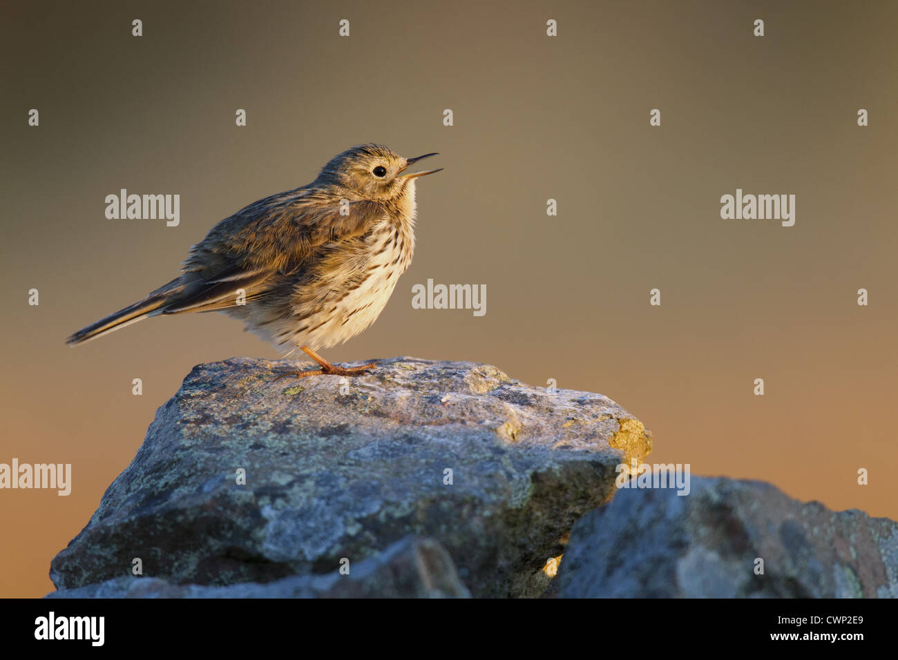 Meadow Pipit spioncelle (Anthus pratensis) adulte, chant, perché sur un mur de pierres sèches dans la lumière du soleil de fin de soirée, Lammermuir Hills, Écossais Banque D'Images