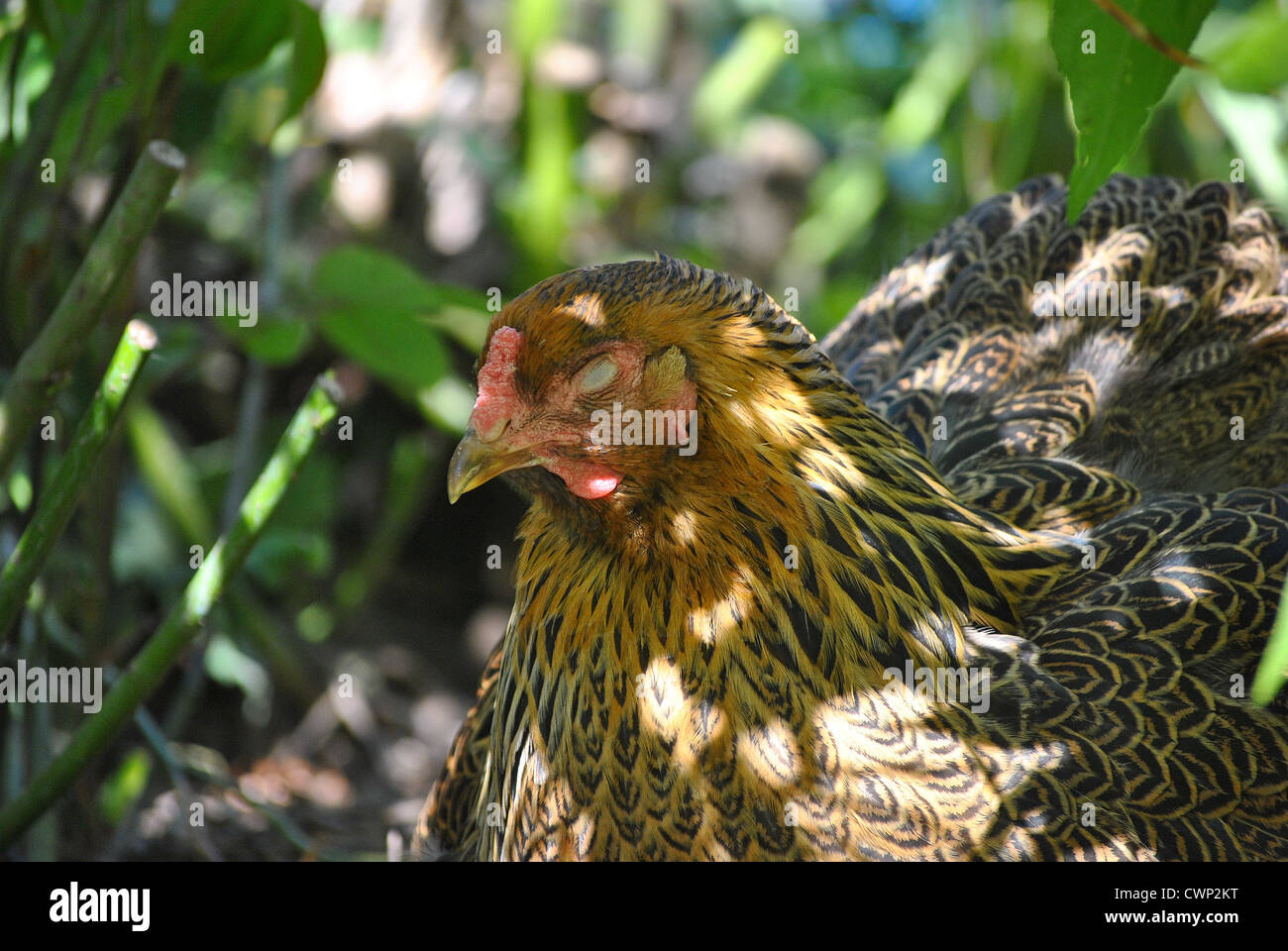 Poule Brahma or sleeping Banque D'Images