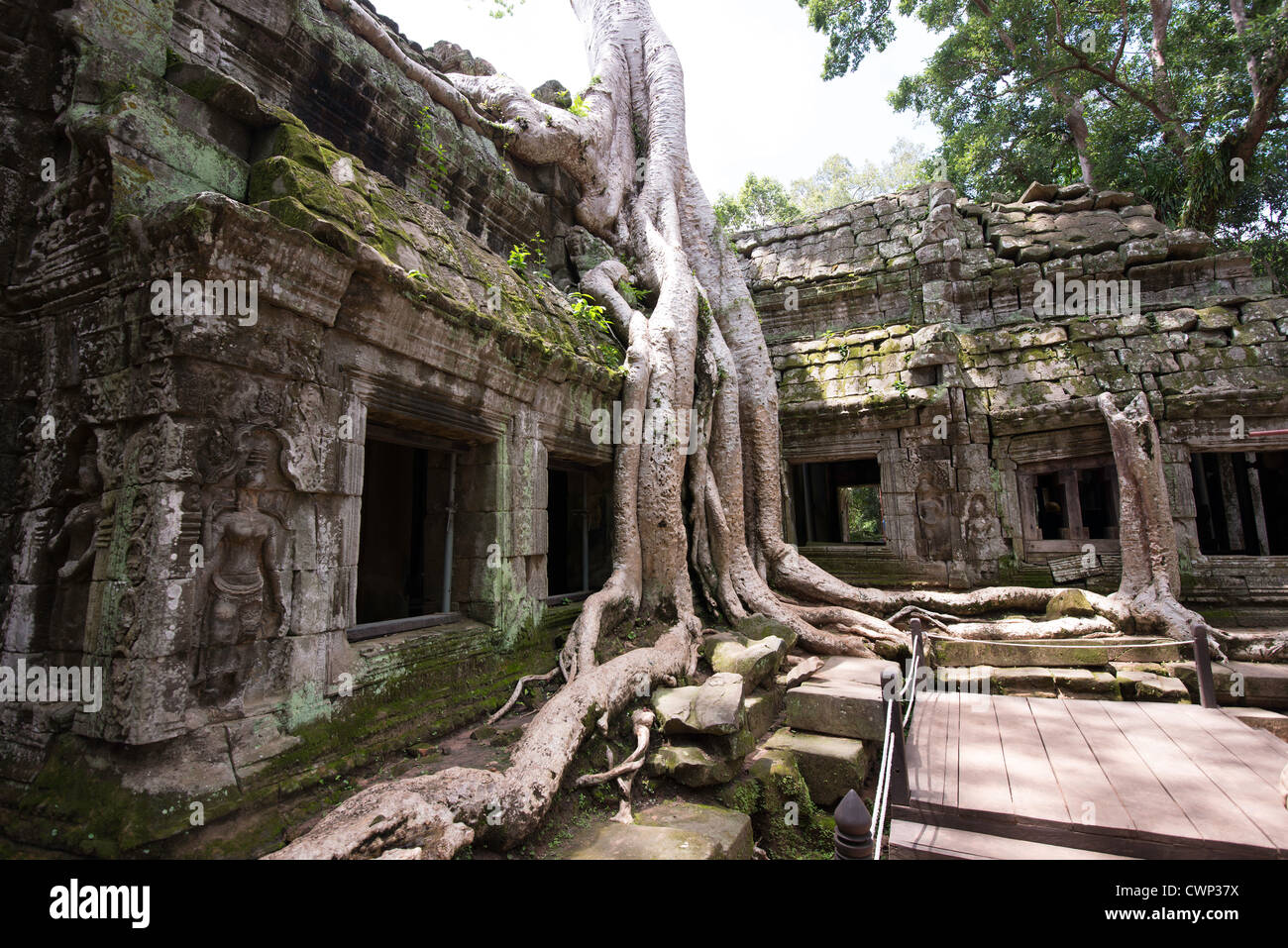 Temple de Ta Prohm, près de Siem Reap, Cambodge utilisé dans le film Tomb Raider Banque D'Images