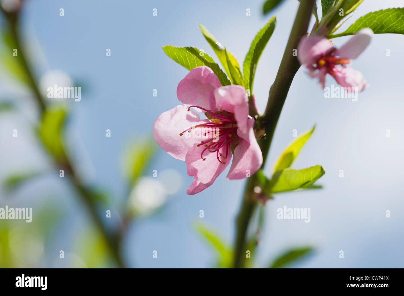 Cerisiers en fleurs Banque D'Images