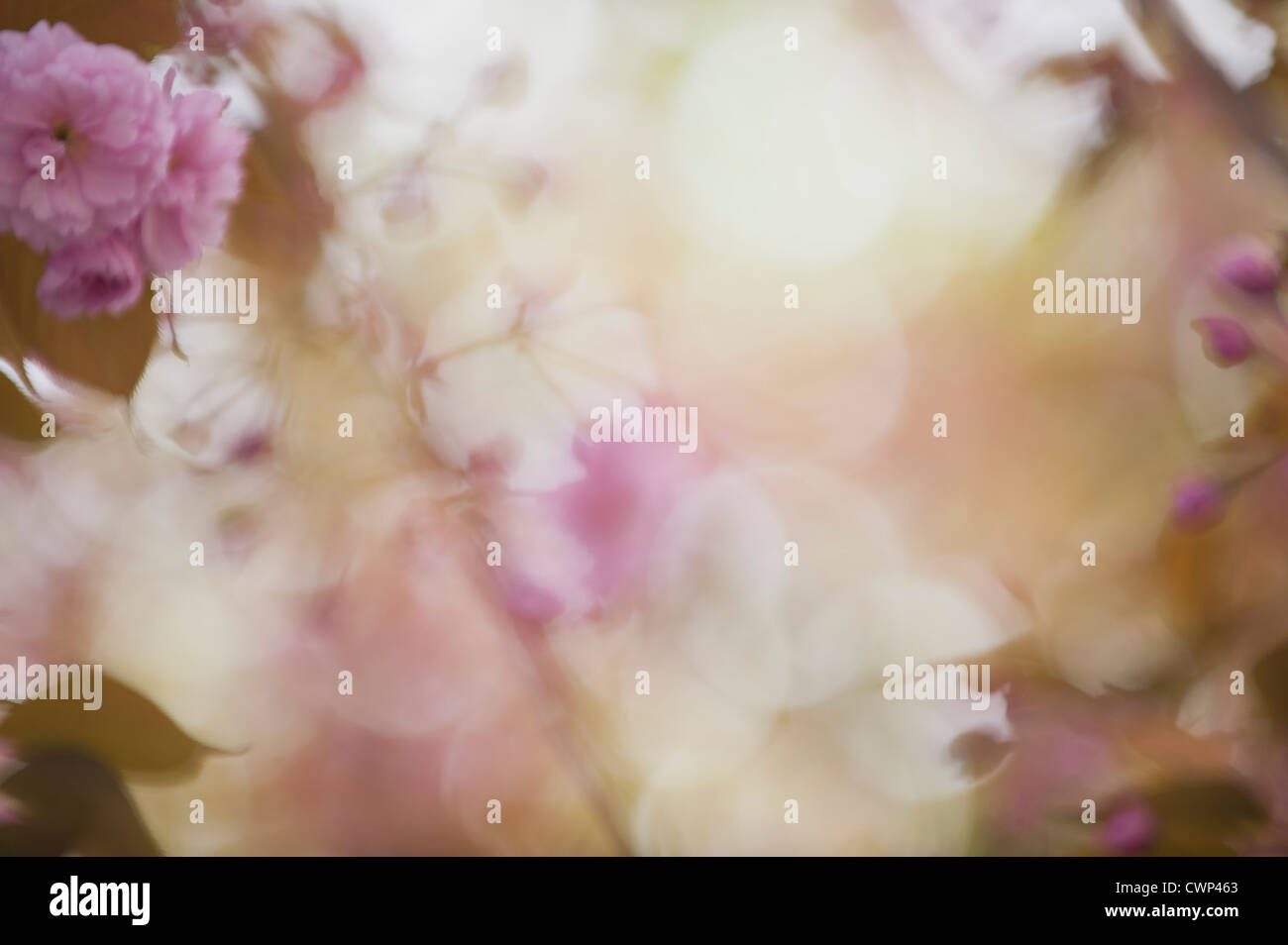 Cerisiers en fleurs Banque D'Images