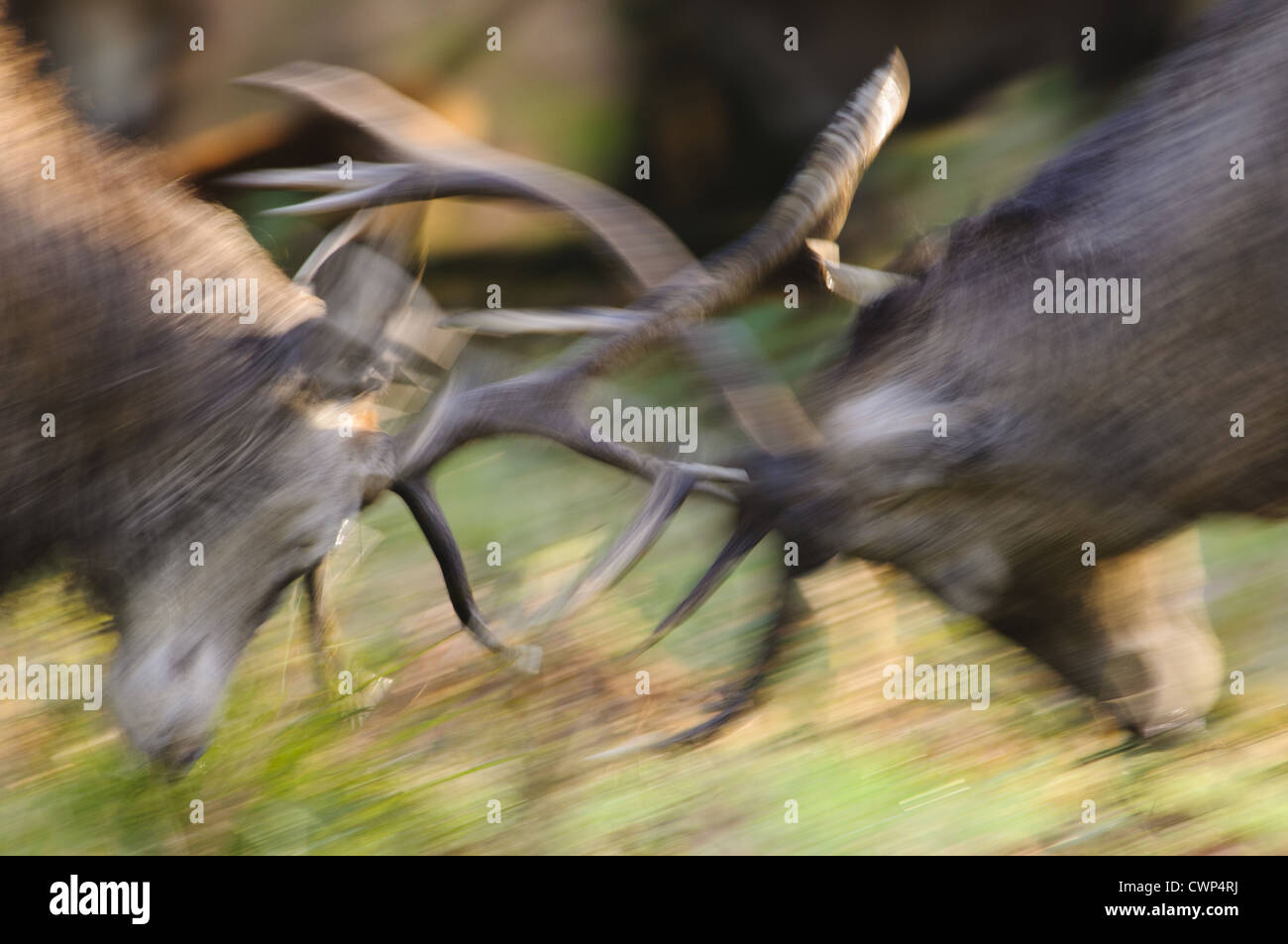 Red Deer (Cervus elaphus) deux cerfs, close-up de tête, des combats durant la saison du rut, mouvement floue, Richmond Park, Londres, Banque D'Images