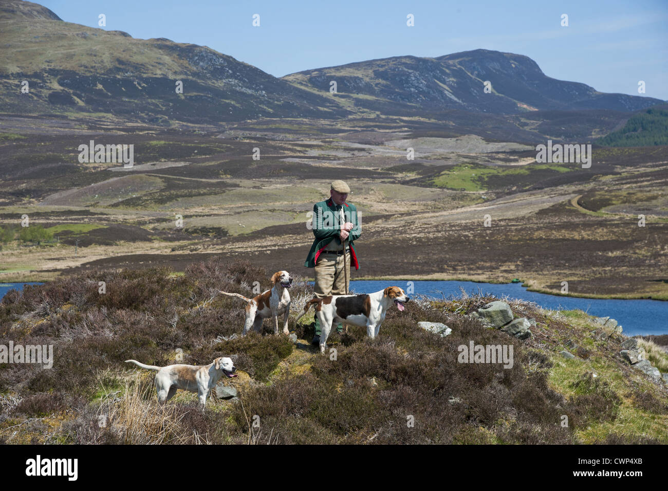 Chien domestique, Foxhound, pied pack et Huntsman sur la lande, Aberfeldy, Perth et Kinross, Scotland, mai Banque D'Images