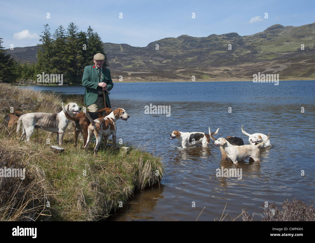 Chien domestique, Foxhound, pied pack et Huntsman à loch, Aberfeldy, Perth et Kinross, Scotland, mai Banque D'Images