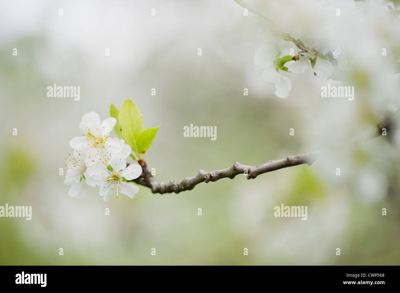 Cerisiers en fleurs Banque D'Images