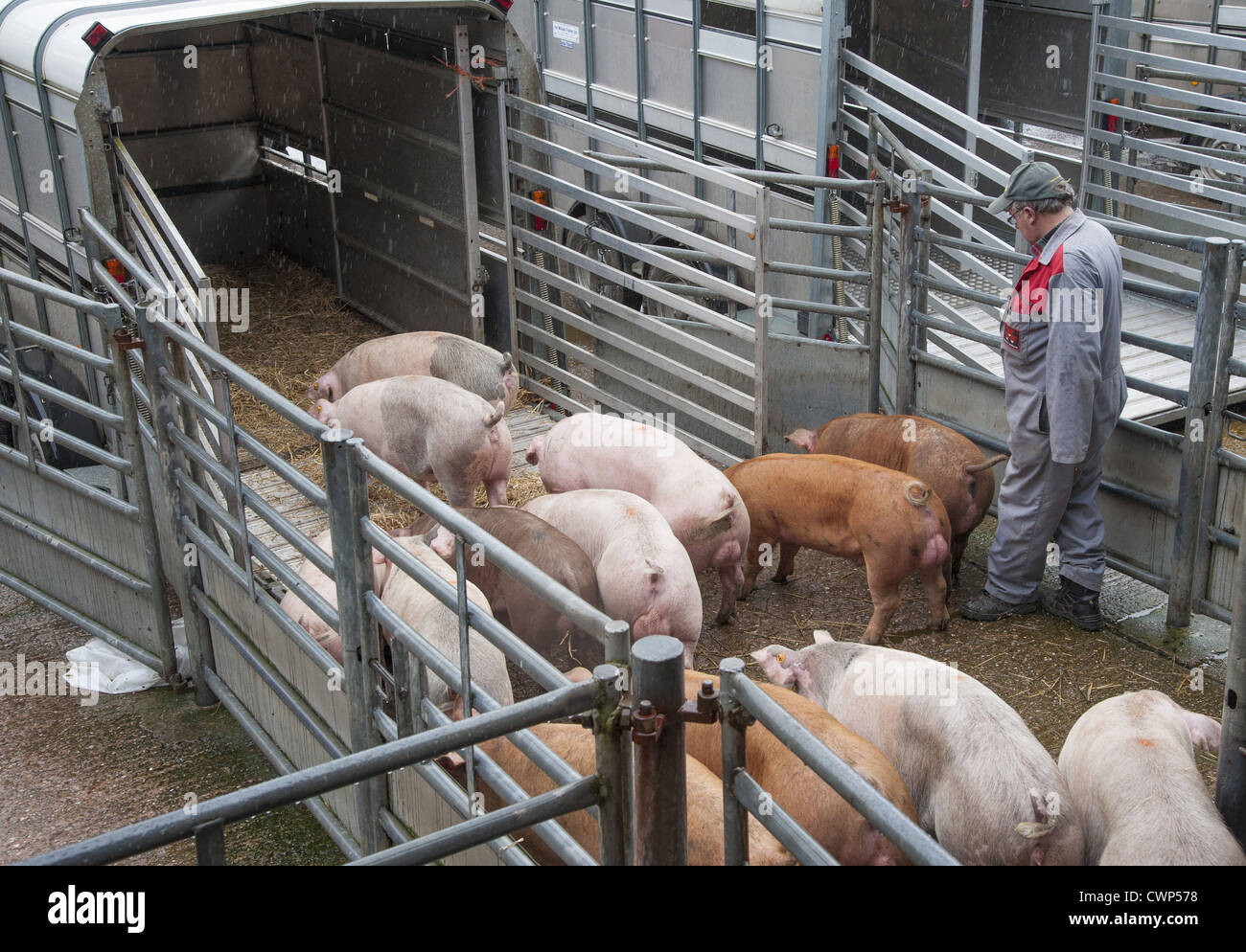 Porc domestique, agriculteur chargement des porcs dans la bande-annonce sur le marché, Chelford Auction Mart, Cheshire, Angleterre, juillet Banque D'Images