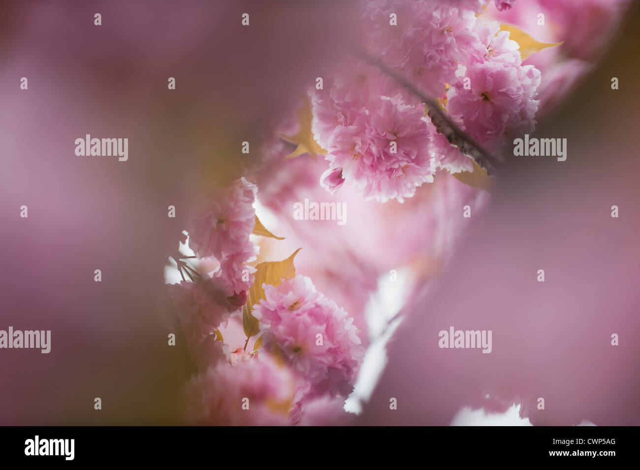 Cerisiers en fleurs Banque D'Images