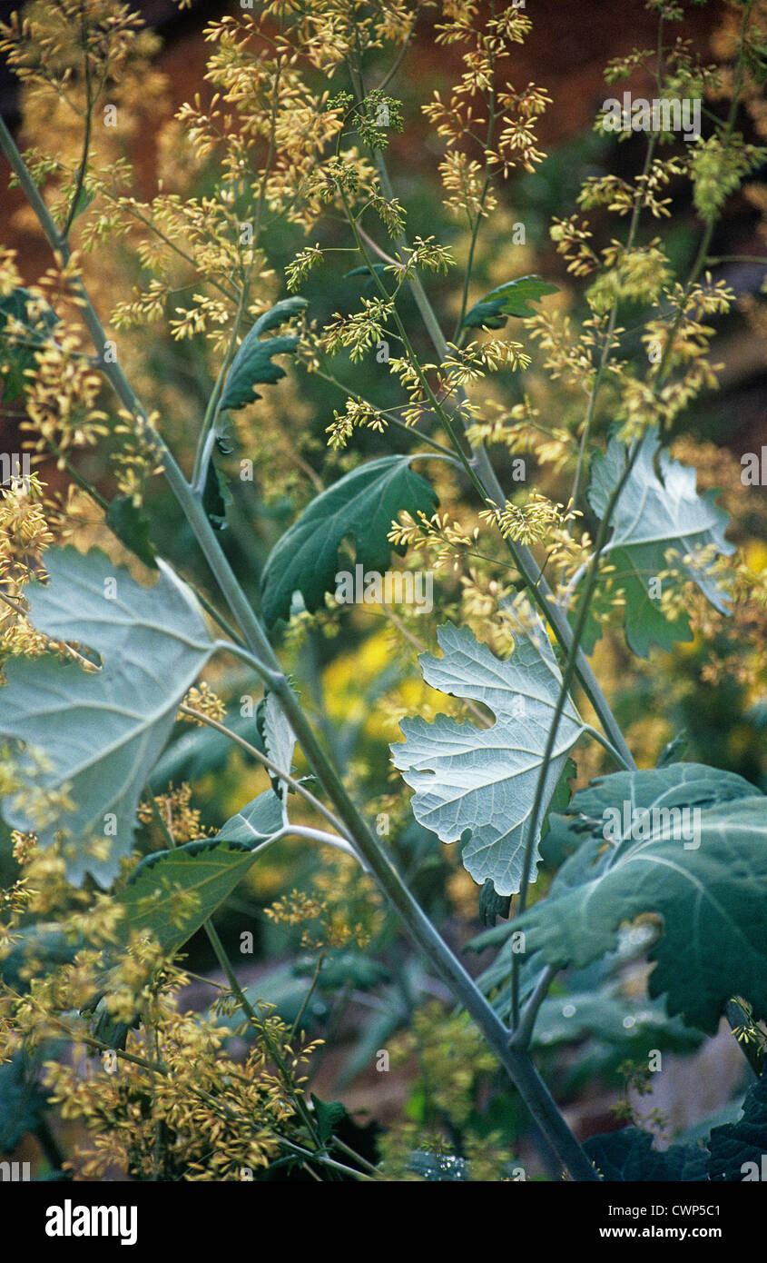 Macleaya cordata, Plume poppy Banque D'Images