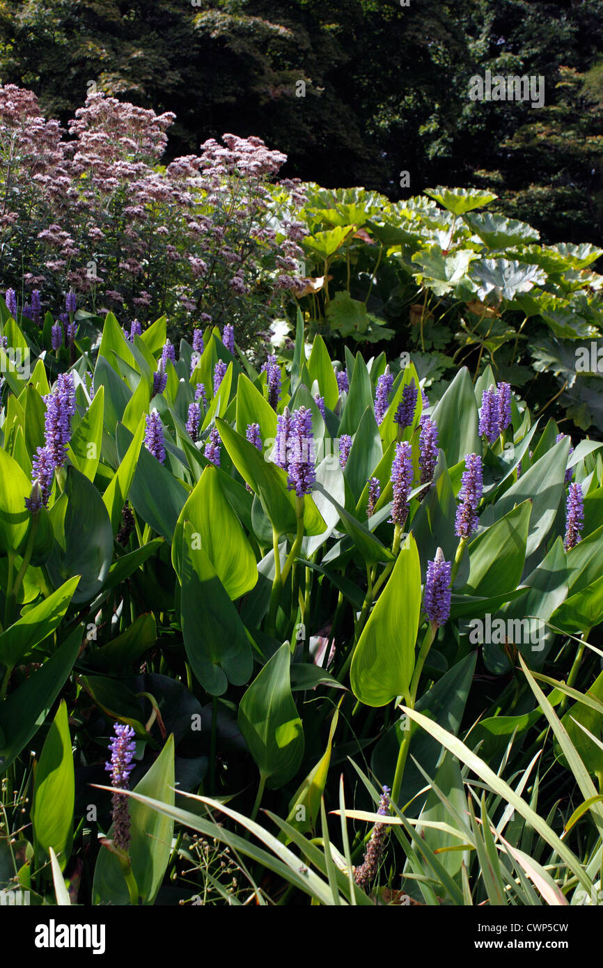 PONTEDERIA CORDATA. Mauvaises herbes PICKERAL. UK. Banque D'Images