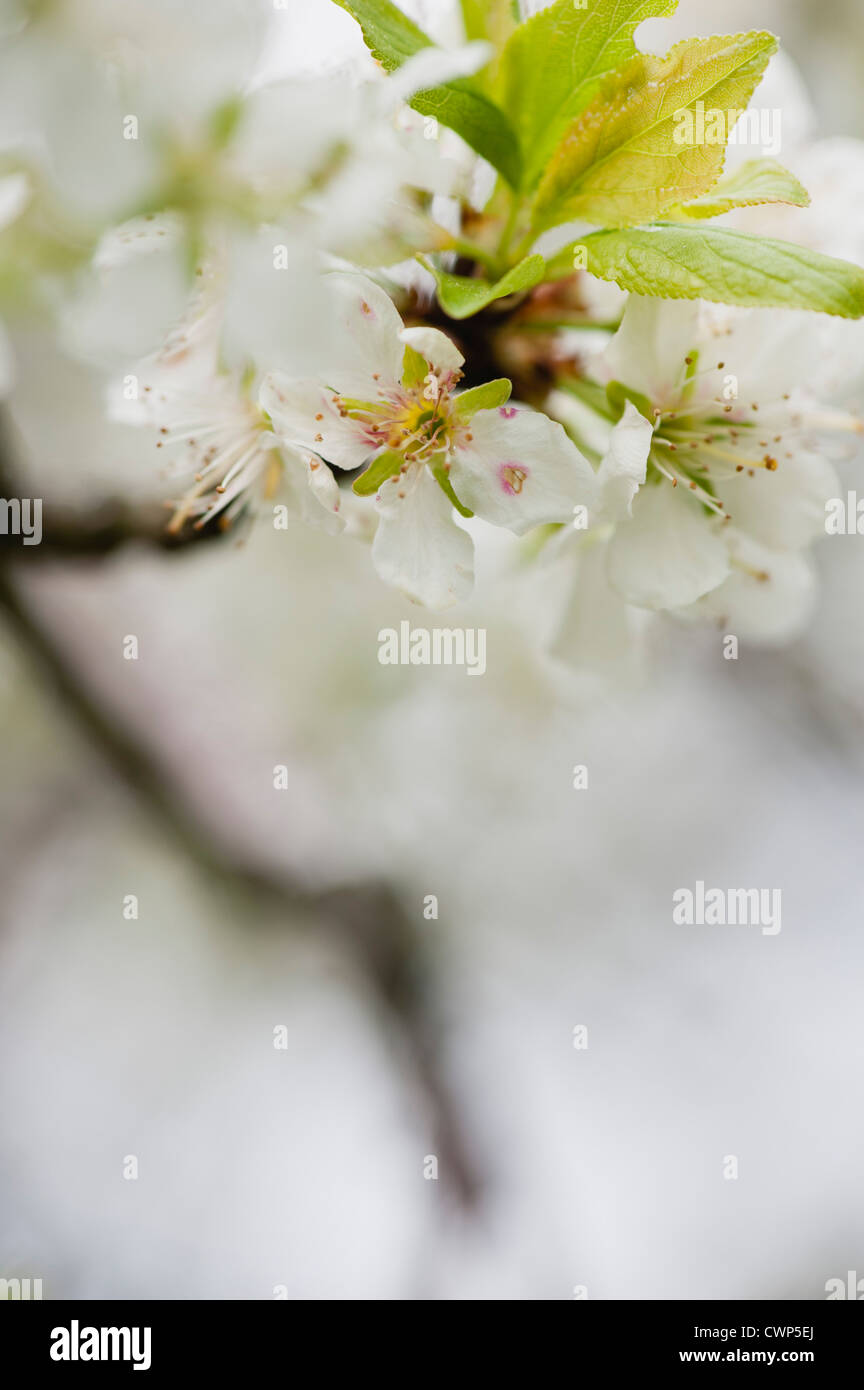 Cerisiers en fleurs Banque D'Images