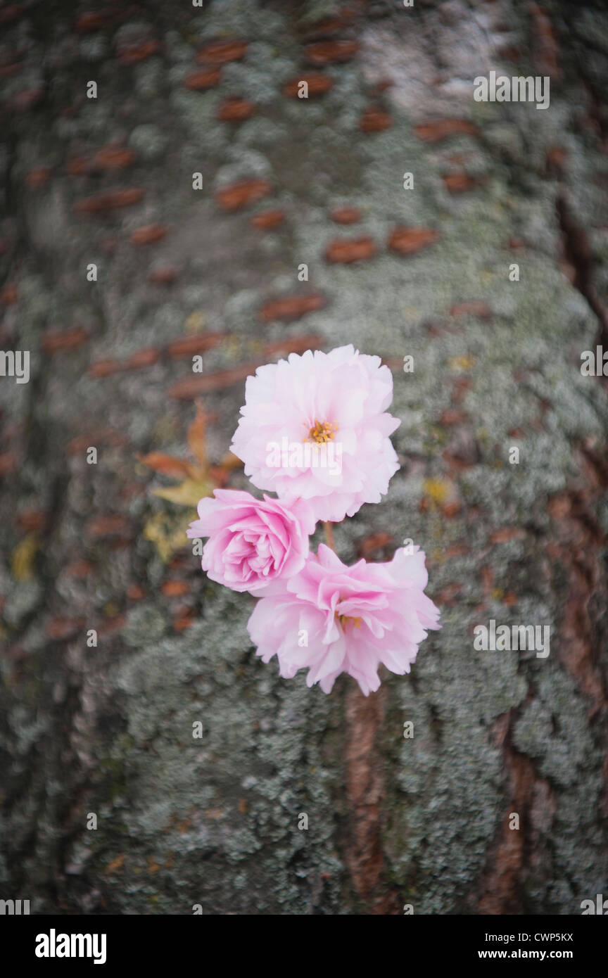 Cerisiers en fleurs Banque D'Images