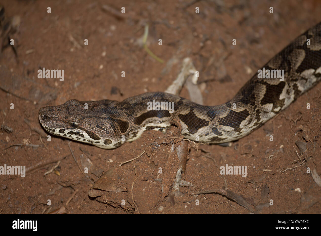 Dumeril Boa Boa dumerili (du) adulte, close-up de tête, Bryanston, Madagascar Banque D'Images
