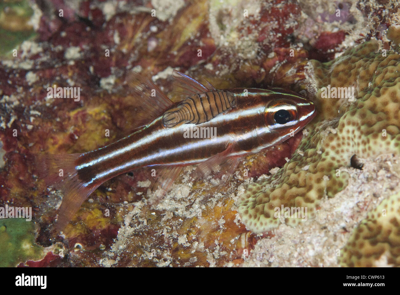 Fondule Cardinalfish Apogon nigrofasciatus (adultes), avec (amphipodes copépodes parasites), ci-joint l'île de Raja Ampat, Fiabacet Banque D'Images