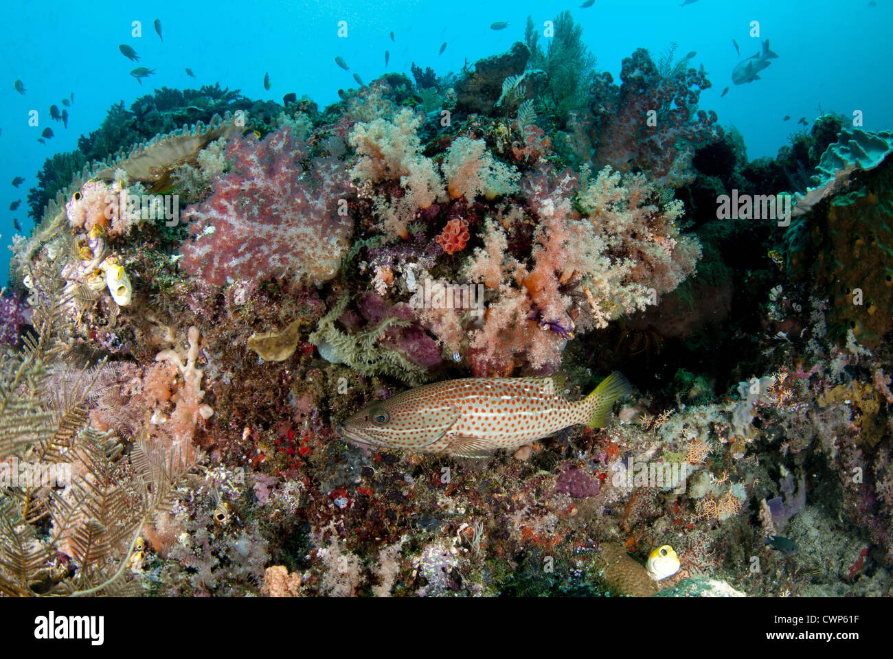 White-bordée le mérou (Anyperodon leucogrammicus), natation adultes sur reef avec coraux mous, détroit de Dampier, Raja Ampat Islands Banque D'Images