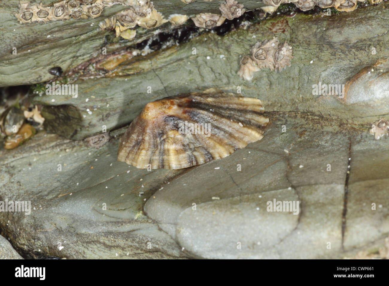 Les putois (patelle Patella depressa), adultes exposés sur un rivage rocailleux, Polzeath, Cornwall, Angleterre, juillet Banque D'Images