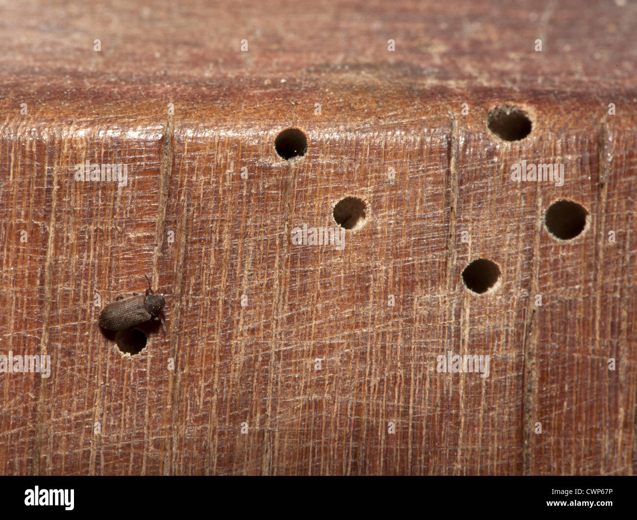 Parasites communs du mobilier (Anobium punctatum) adulte, avec trous de larves et des terriers dans des meubles en pin, Lancashire, Angleterre, juin Banque D'Images