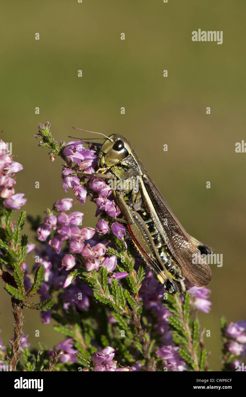 Grand Marais sauterelle (Stethophyma grossum) adulte, reposant sur la floraison de la bruyère, Crockford Bridge, New Forest, Hampshire, Banque D'Images