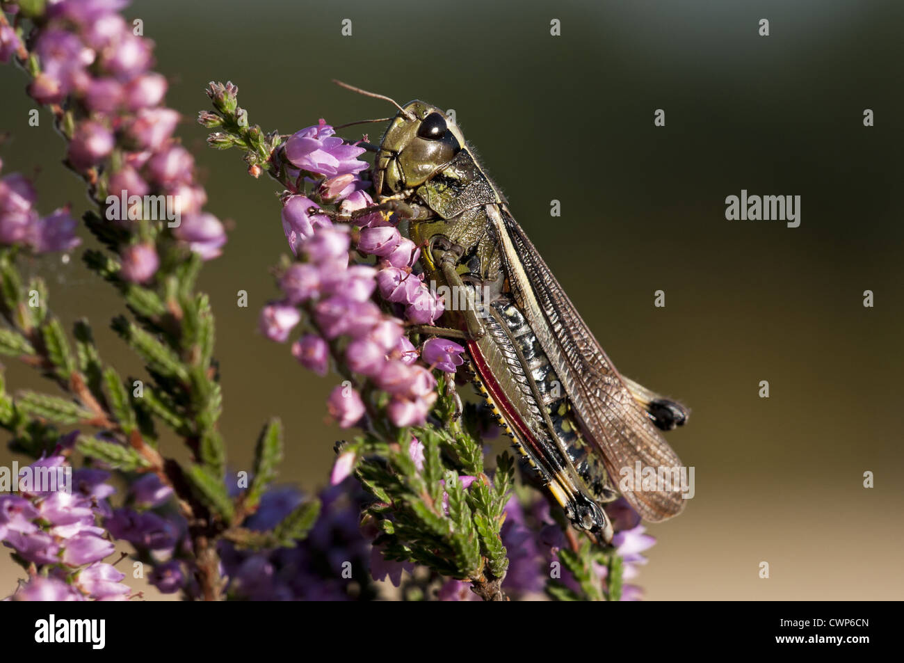 Grand Marais sauterelle (Stethophyma grossum) adulte, reposant sur la floraison de la bruyère, Crockford Bridge, New Forest, Hampshire, Banque D'Images