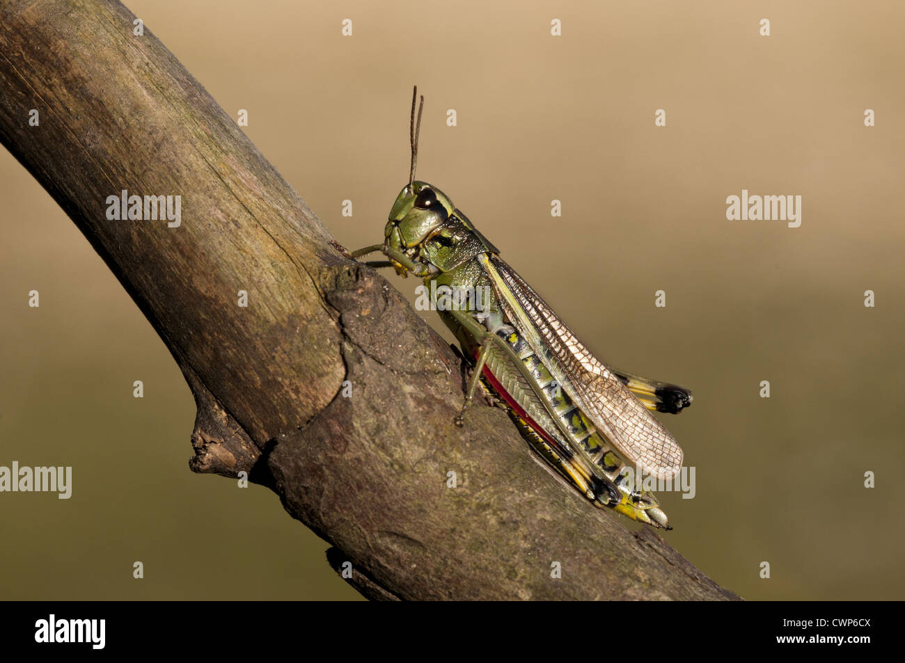 Grand Marais sauterelle (Stethophyma grossum) adulte, reposant sur branche, Crockford Bridge, New Forest, Hampshire, Angleterre, août Banque D'Images