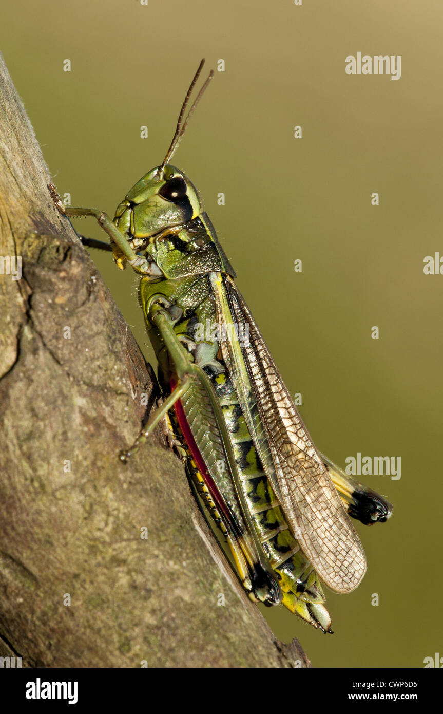Grand Marais sauterelle (Stethophyma grossum) adulte, reposant sur branche, Crockford Bridge, New Forest, Hampshire, Angleterre, août Banque D'Images
