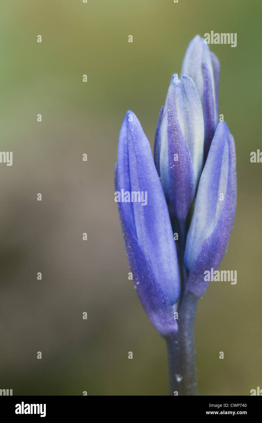 (Bluebell Endymion non-scriptus) close-up of flowerbuds, Kent, Angleterre, avril Banque D'Images