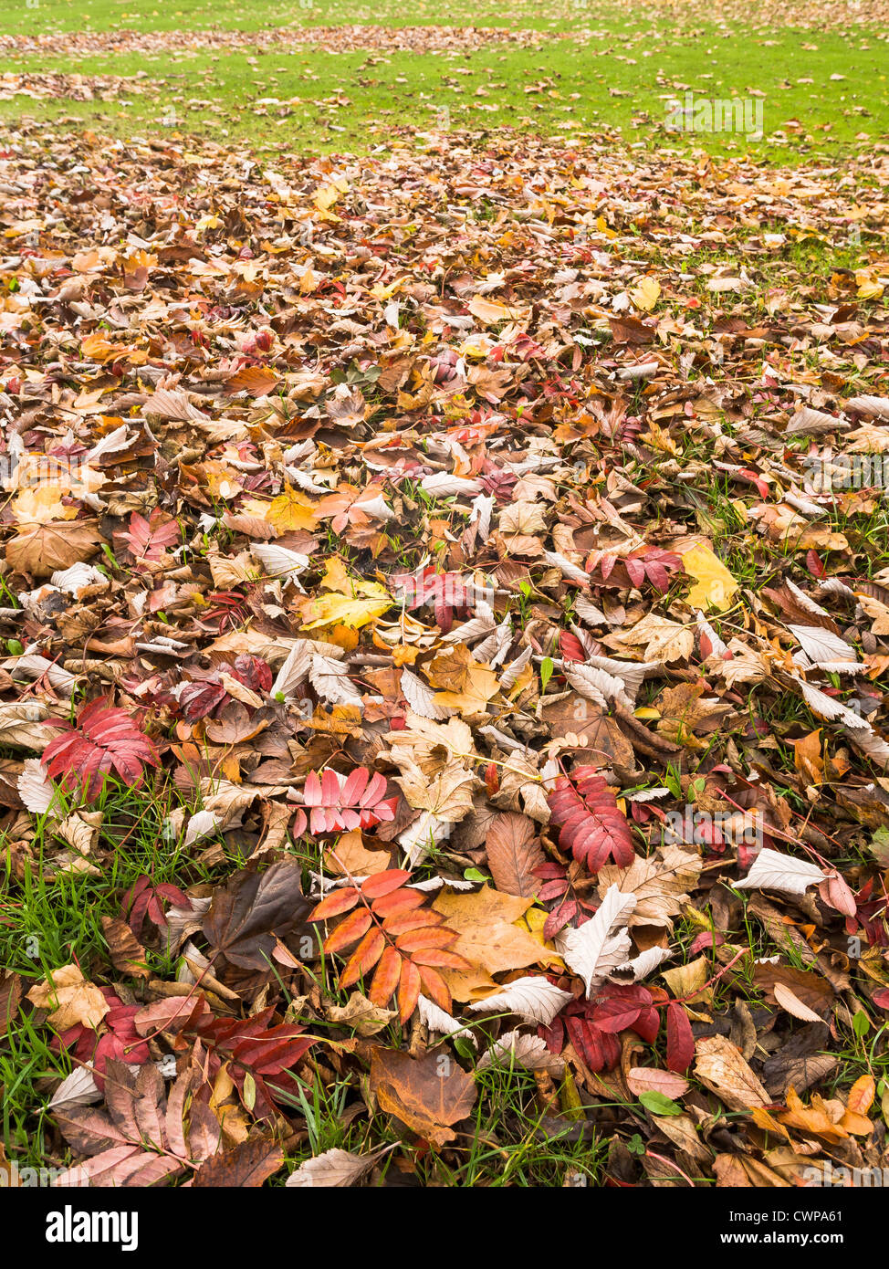 Les feuilles d'automne, Bruntsfield Links, Édimbourg Banque D'Images