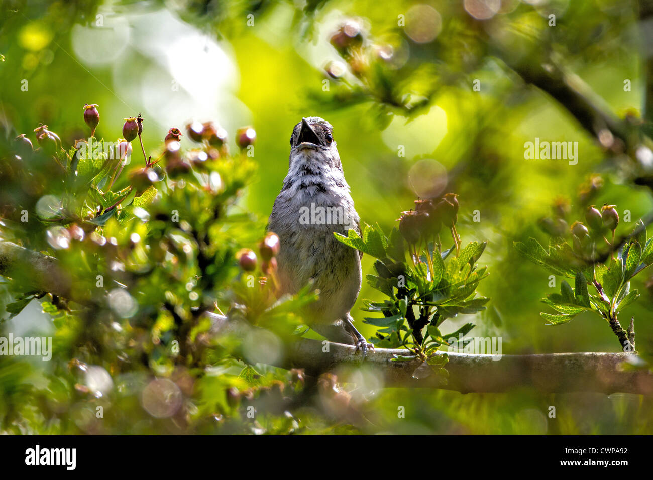 Blackcap chant masculin Banque D'Images