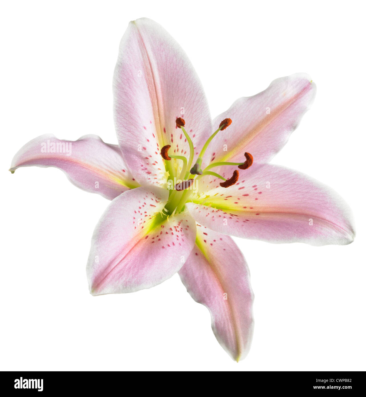 Lilium 'Star' Gazer, Lily Banque D'Images