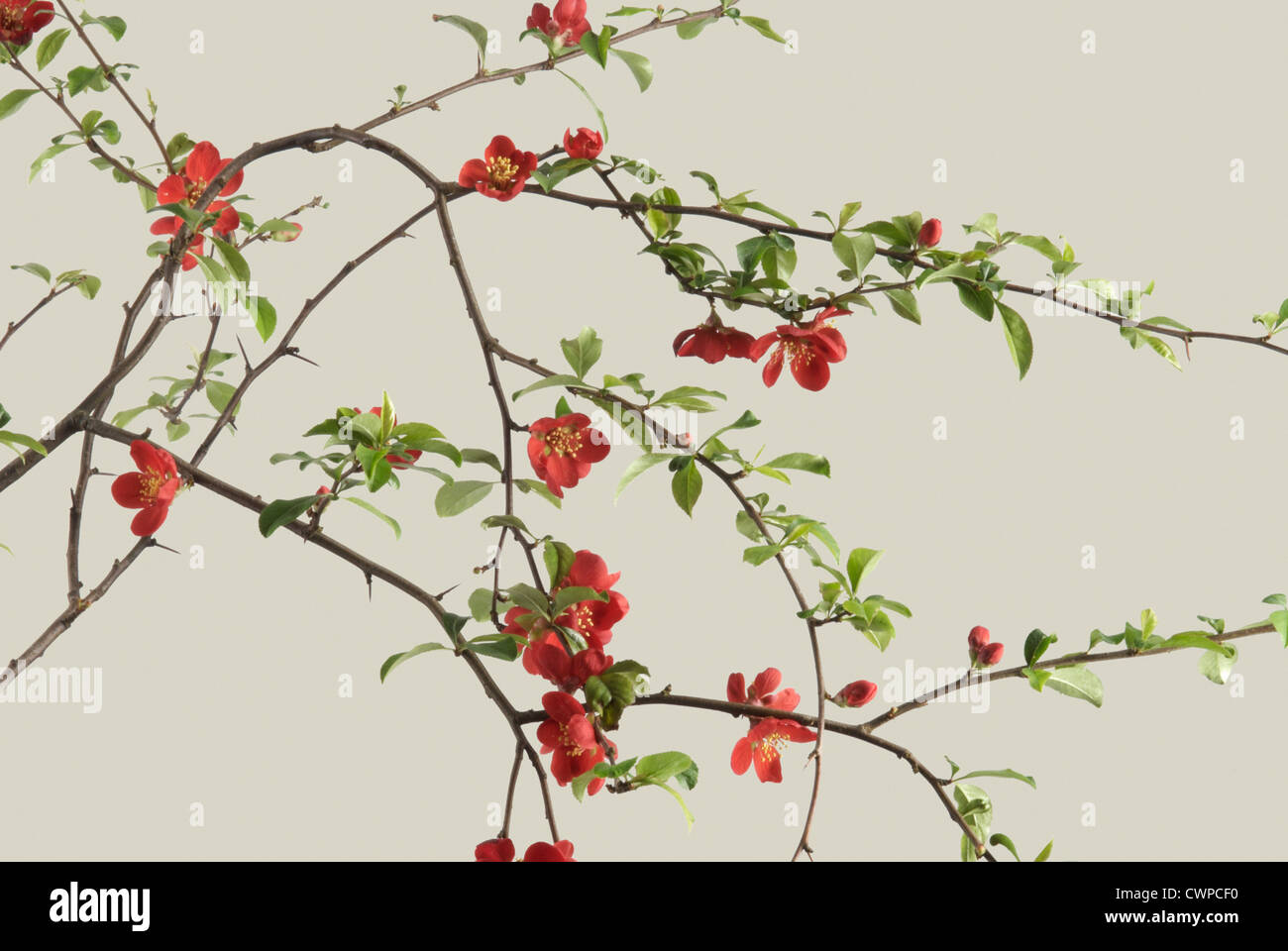 Chaenomeles japonica, Coing Banque D'Images