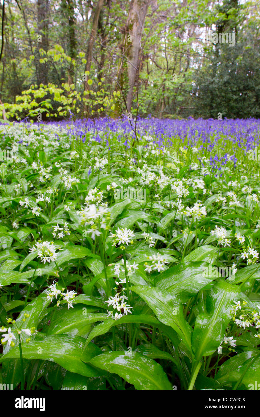 L'ail des ours Allium ursinum Pencarrow ; ; ; Cornwall ; Royaume-Uni ; printemps Banque D'Images