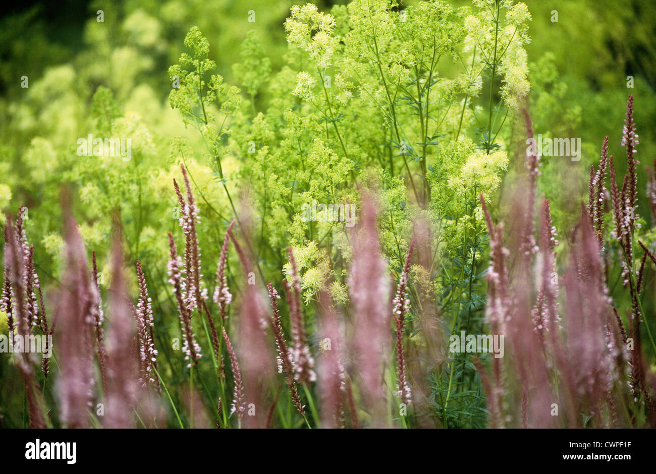 Persicaria amplexicaulis 'Rosea', Renouée bistorte Banque D'Images