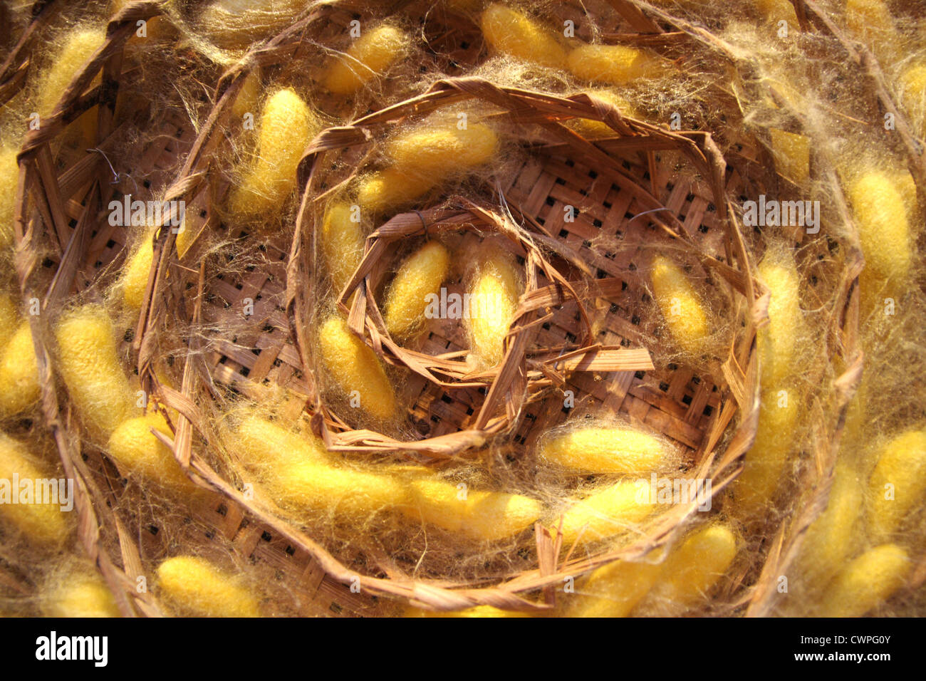 Cocons larves Banque de photographies et d’images à haute résolution — free download