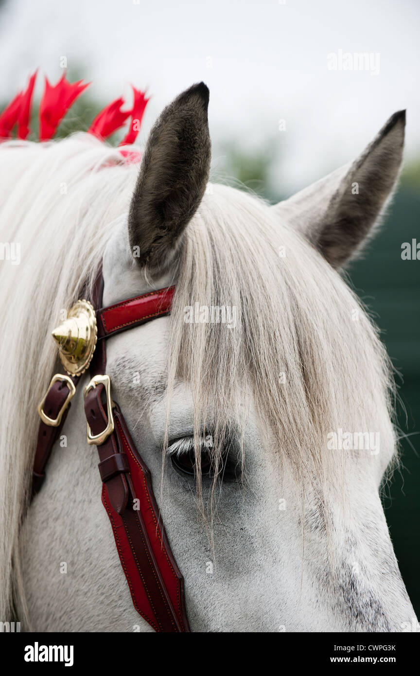 La tête d'un cheval Banque D'Images