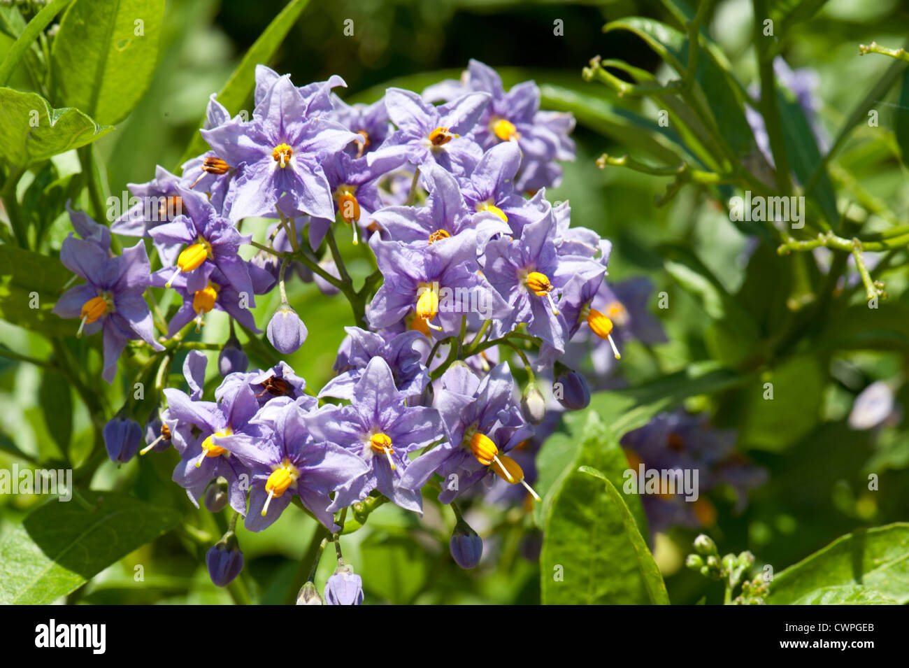 Le duc d'Argyll, Teaplant Le Lycium barbarum, la floraison de Ranmore Common, Surrey, UK. En août. Banque D'Images