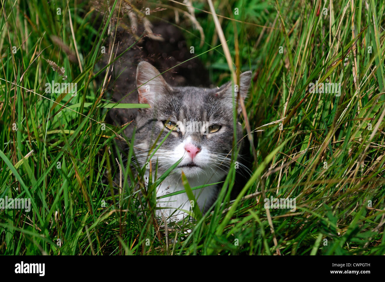 Chat gris peering pairs regard regarder à travers l'herbe longue tige à l'extérieur extérieur masquer Banque D'Images
