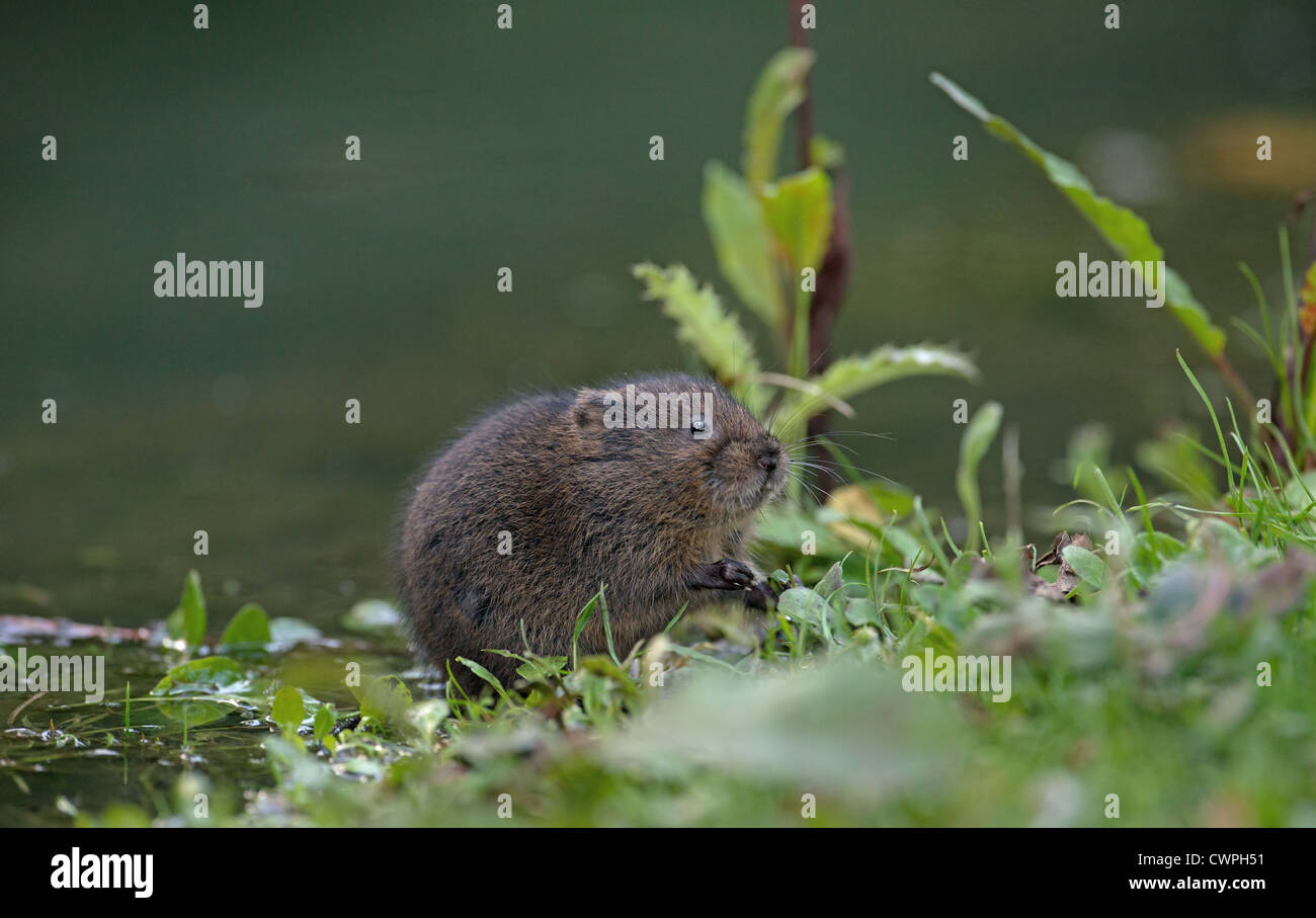 Le Campagnol de l'eau - Arvicola terrestris rss à côté d'un ruisseau. Banque D'Images